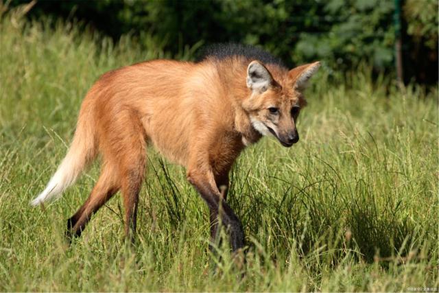 开云下载-包含阿尔巴尼亚挑战冰岛，实力碾压对手，展现强大实力的词条