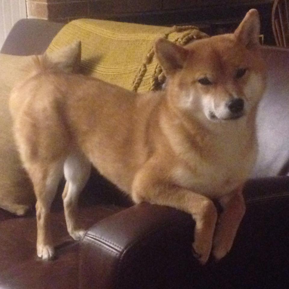 开云体育官网-新王当立！灰熊撕裂马刺钢铁防线，杰伦·格林关键先生名号响彻联盟