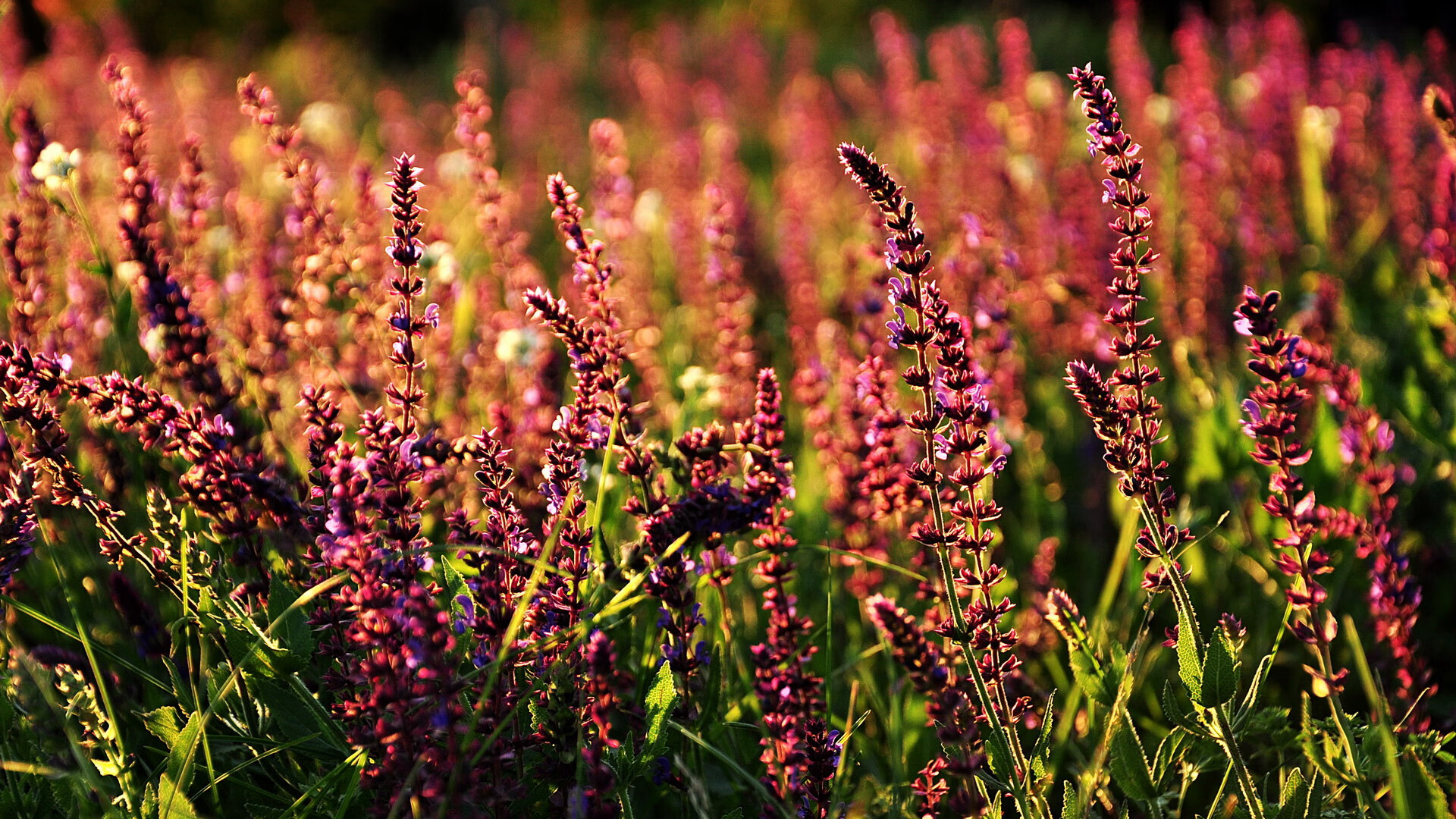 开云体育官网-足球双响炮，穆勒爆发助德国凯旋，墨西哥战术压制苏格兰取胜