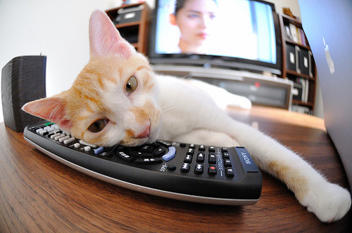 开云体育官网-绝境中绽放的孤星，哈利伯顿如何用关键先生本色改写步行者与凯尔特人的宿命对决