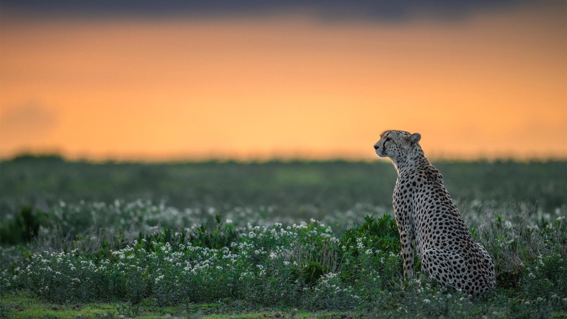突尼斯对阵伊朗，马丁内利扛起全队，引领胜利之路