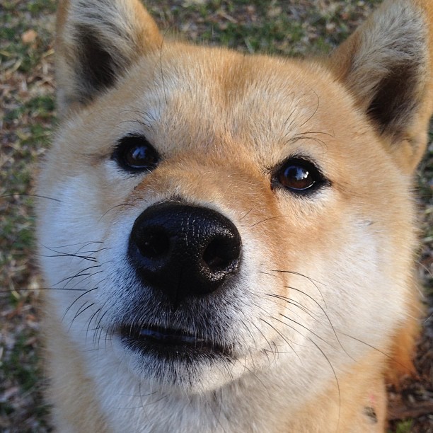 绝杀时刻与巨星密码，火箭逆袭与浓眉登基的双重启示