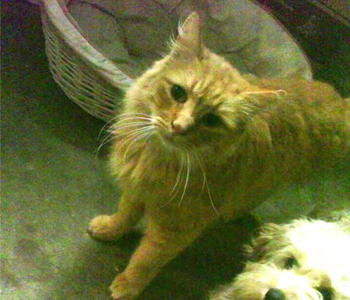 开云体育-英雄时刻！班凯罗压力下大爆发，助火箭主场斩落吉林