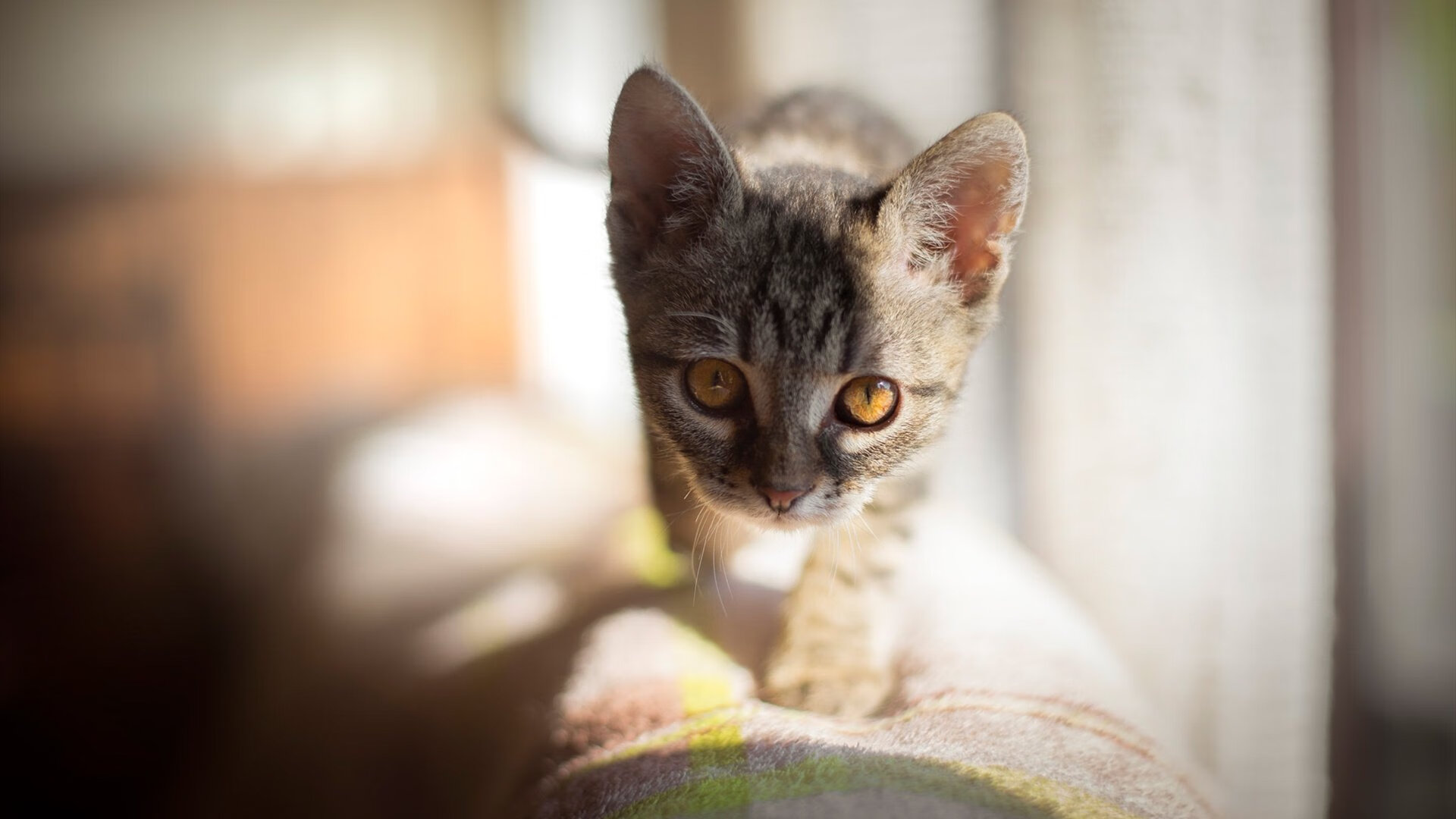 F1式狂飙，猛龙在年度争冠焦点战中碾压马刺