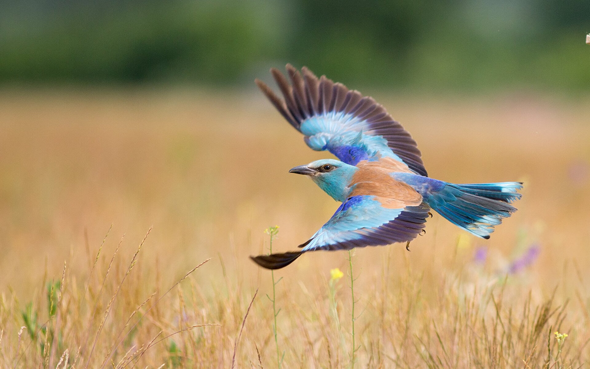 开云体育下载-节奏的权力，当东契奇掌控全场，湖凯对决沦为背景音乐