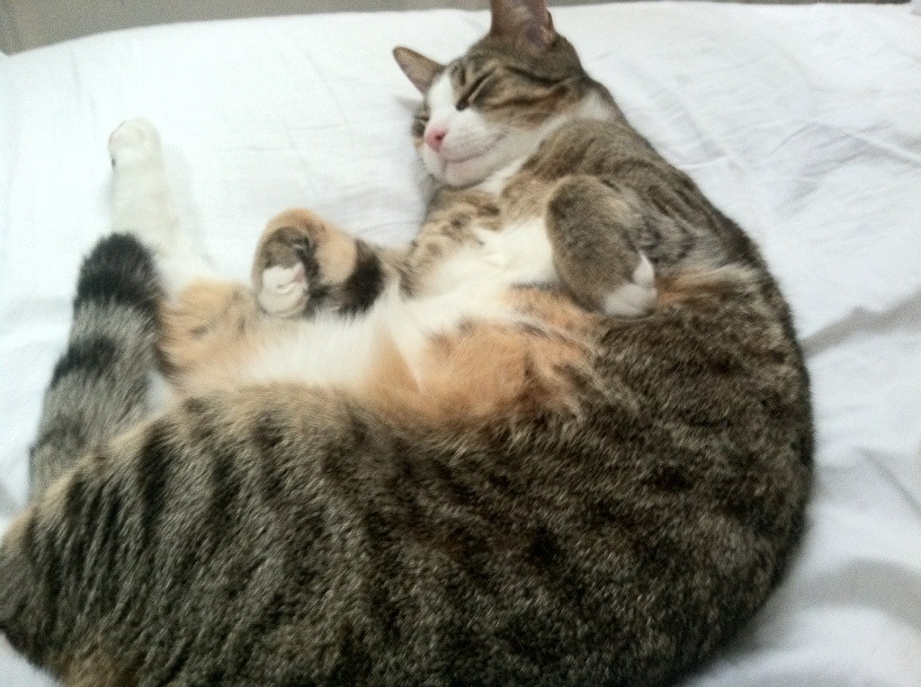 -震撼双城记，当雄鹿掀翻深圳，东契奇在德甲争冠战接管比赛—跨越大陆的篮球风暴