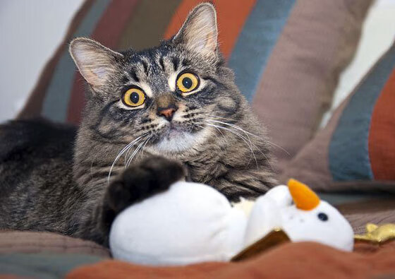 绿茵场与战场,金玟哉的防守艺术,映照乌克兰与伊拉克的血拼求存