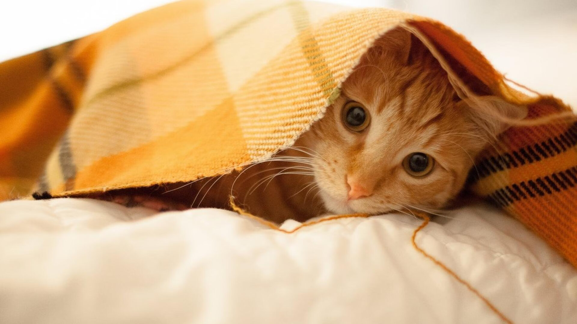 超时空铁闸,阿圭罗马赛穹顶下的伊朗终局