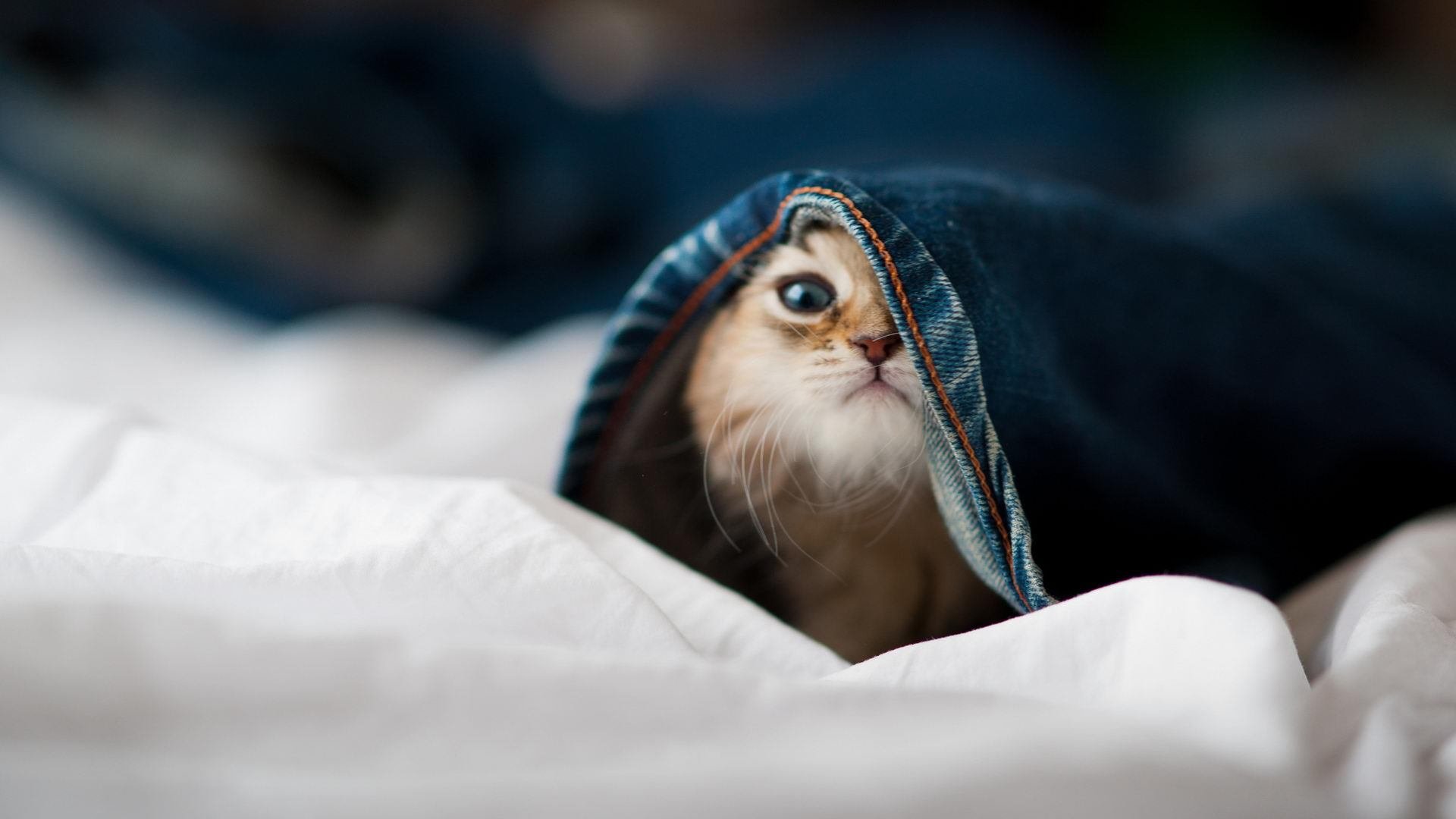 哈登独揽焦点却难救主,雷霆单节爆发击溃吉林