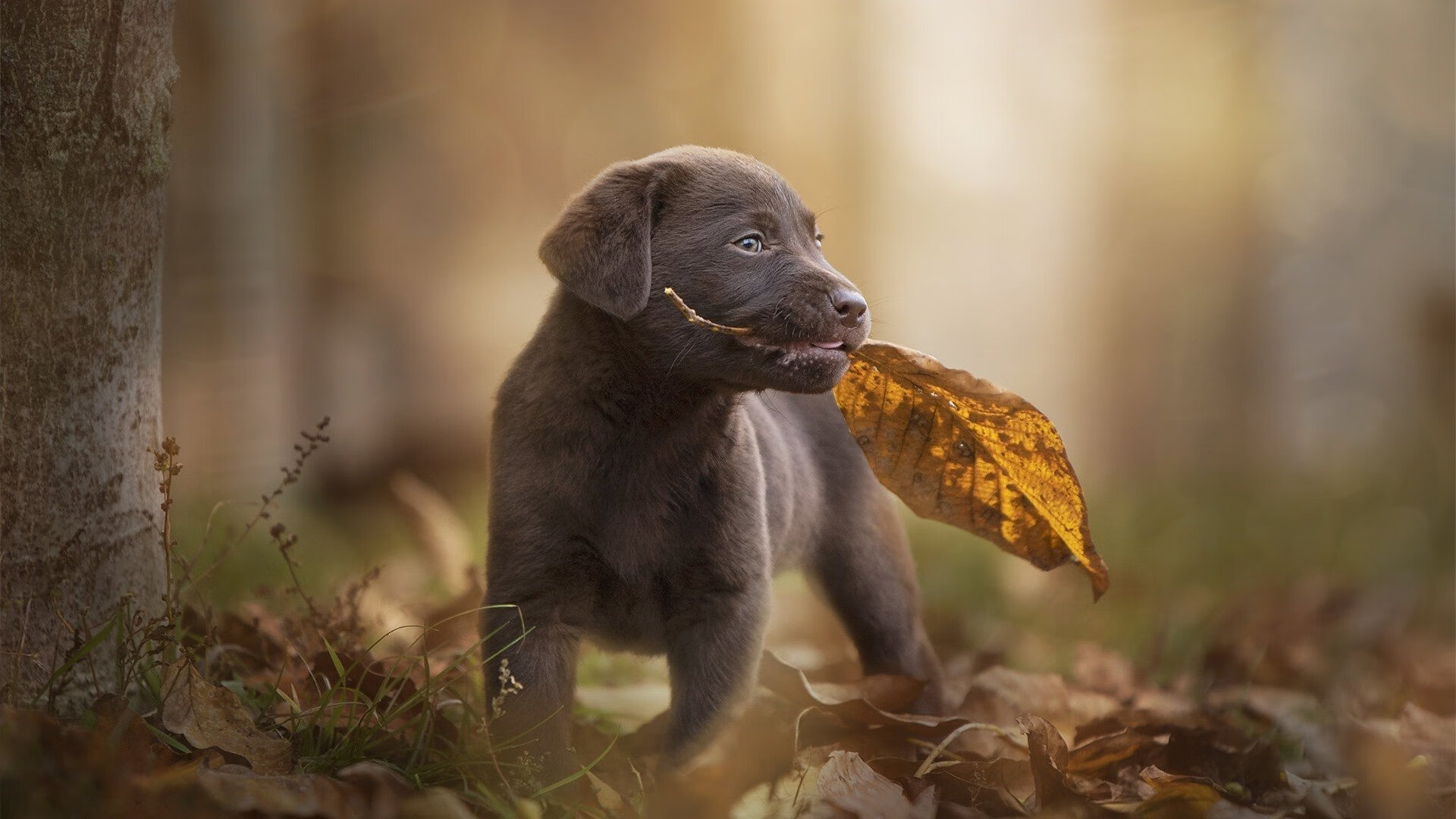 篮网破浪!攻防窒息绞杀快船,季后赛版图再生变数