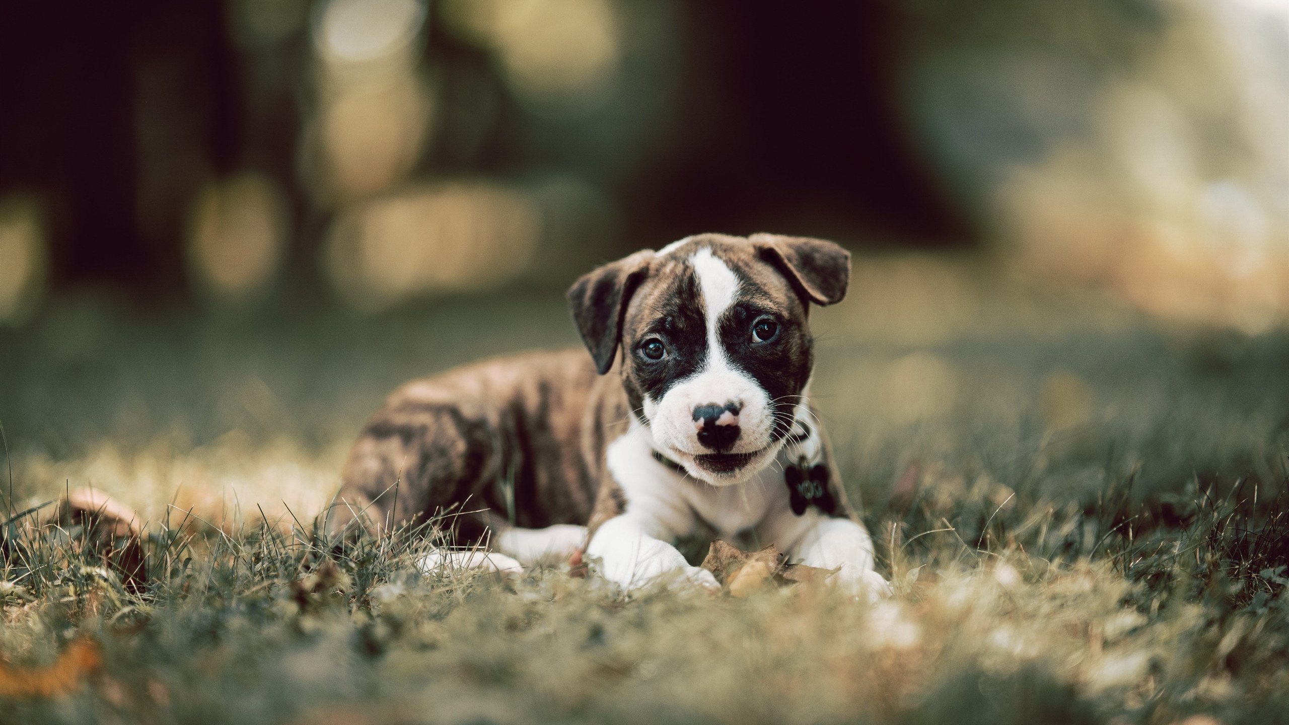 -孤注一掷的钢铁屏障，法比尼奥西决生死战封神记