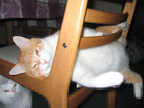 孤注一掷的钢铁屏障,法比尼奥西决生死战封神记