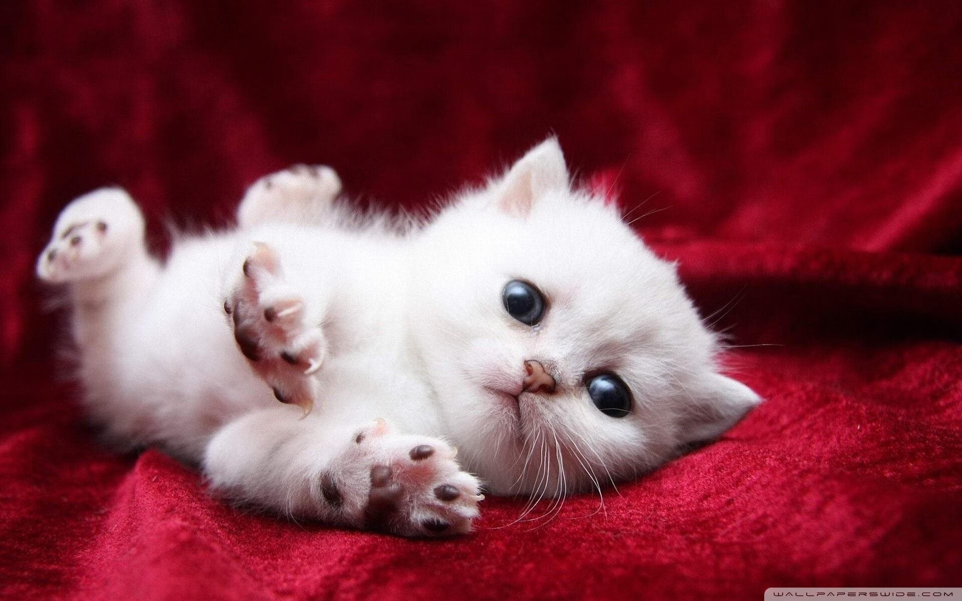 开云体育app-欧冠之夜，葡萄牙力量打穿巴萨，基耶萨关键回合一剑封喉